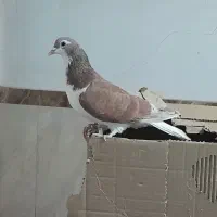چپ سرخ خاله سیاه دار|پرنده|مشهد, بهمن|دیوار