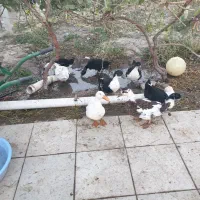 فروش۸ عدد  اردک و یک عدد مرغ لاری