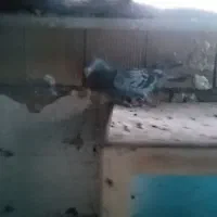 کبوتر مسافتی.  عالی|پرنده|محمدشهر, محمدشهر|دیوار