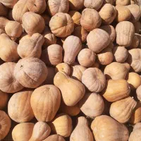 کدو حلوایی|خوردنی و آشامیدنی|مشگین شهر, |دیوار