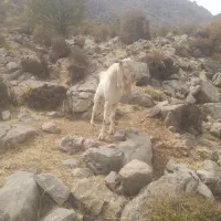 بز نر اصیل پاکستانی (سابرین)