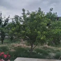 باغ ویلا|فروش خانه و ویلا|پیشوا, |دیوار