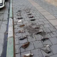 سم پاشی تضمینی شرکت سمپاشی سوسک ساس/ترک زبان منطقه|خدمات نظافت|نسیم‌شهر, |دیوار