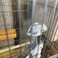 عروس هلندی مولد تظمینی|پرنده|شهرضا, |دیوار