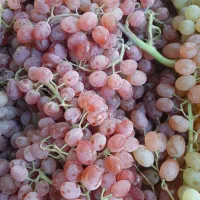 فروش انگور بیدانه قرمز برای شیره و خوراکی