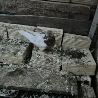 کبوتر باشی رهلی|پرنده|مرند, |دیوار