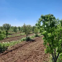 باغ-بارده-گلابی