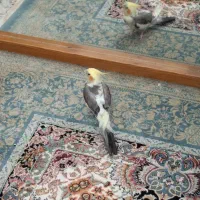 عروس هلندی گم شده