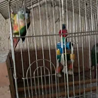 طوطی گرنچیک مولد کار داده