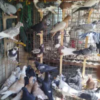 40 عدد کفتر رنگی پلاکی پرشی|پرنده|شیراز, شهرک کوثر|دیوار