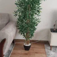 درختچه نو تمیز