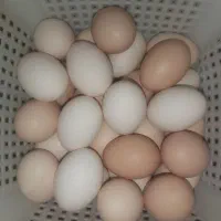 تخم مرغ مرندی اصل(نطفه دار)