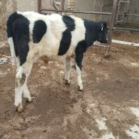 گاو گوساله نر