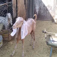 یک عدد بز سانن با کلر پاکستانی باکهره|حیوانات مزرعه|شیراز, شهرک مدرس|دیوار