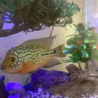 فلاور کامفا مولتی کالر|ماهی|تهران, جیحون|دیوار