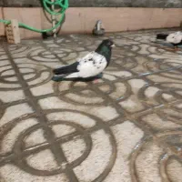 سینه سیاه جفگاه