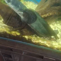 ماهی های گوشتخوار سالم وسرحال|ماهی|رودهن, |دیوار