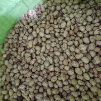 لوبیا چیتی حدودیک تن فقط فروش نقدی