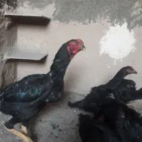 تخم خروس لاری سیاه یه تیغ مشکی