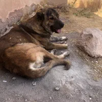 سگ پژدر