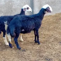 ۷تابره قوچ و یه قوچ دوشیره پلنگی|حیوانات مزرعه|بروجرد, |دیوار