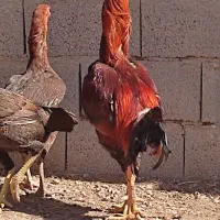دو عدد خروس لاری و چند عدد مرغ لاری اصیل|حیوانات مزرعه|خسروشاه, |دیوار