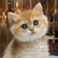 فرشته هایی از جنس گربه بریتیش
