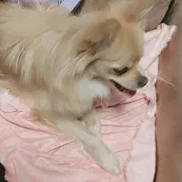 پامر روباهی ۱۰ ماهه ماده|سگ|تهران, صادقیه|دیوار