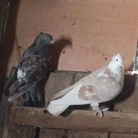 کبوتر پرشی|پرنده|نقده, |دیوار