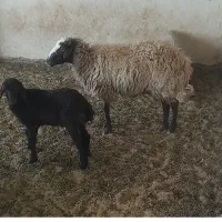 میش بره سال و میش افشار و کیسه و کره
