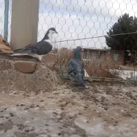 کبوتر|پرنده|سبزوار, ابارش|دیوار