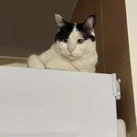 واگذاری رایگان گربه|گربه|شاهین‌شهر, مسکن مهر|دیوار