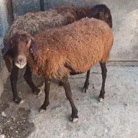 2عددمیش دهان پر مناسب پرواربندی جفتی 46میلیون