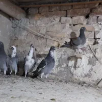 جوجه المانی