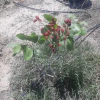 باغ به متراژ۷۵۰متر|فروش زمین و ملک کلنگی|شبستر, |دیوار