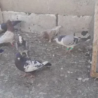 کفتر شهرستانی رنگی سینه کله|پرنده|بومهن, |دیوار