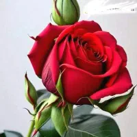 بوم نقاشی