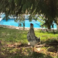 خروس کلین اصل|حیوانات مزرعه|هشتگرد, کوی بهروز|دیوار