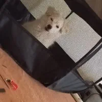 فروش سگ شیتزو پنج ماهه کاملن سالم  ماده