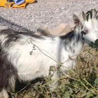 یک راس بزغاله شیرمست|حیوانات مزرعه|کرج, خرمدشت|دیوار