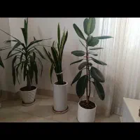 گل و گیاه طبیعی|گل و گیاه طبیعی|بجنورد, |دیوار