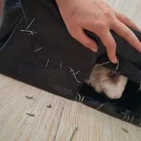 خرگوش زرنگ|موش و خرگوش|تبریز, |دیوار