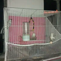 فنچ نرگسی معاوضع کفتر