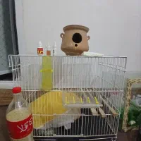 قفس مرغ عشق و مینا
