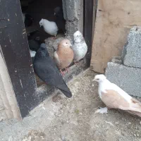 کبوتر|پرنده|اردبیل, |دیوار