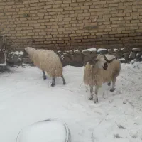 قوچ|حیوانات مزرعه|قره ضیاالدین, |دیوار