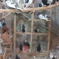 کبوتر رنگی|پرنده|شیراز, نصر|دیوار