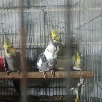 عروس هلندی