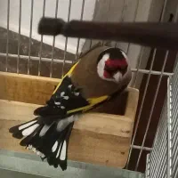 سهره گاوی درشت نقاب اروپایی