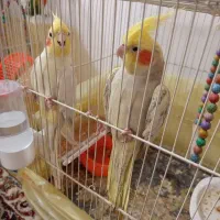 جفت عروس هلندی و کوتوله معاوضه